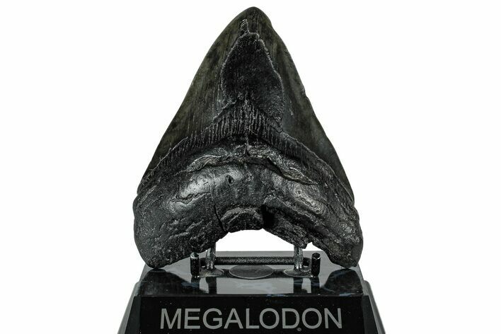 Fossil Megalodon Tooth - South Carolina #325771